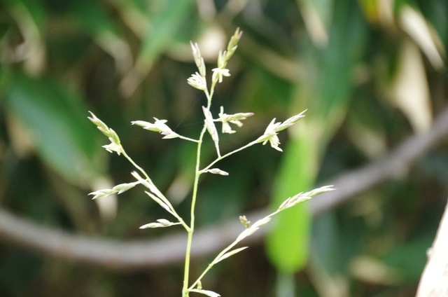 笹の花の写真1