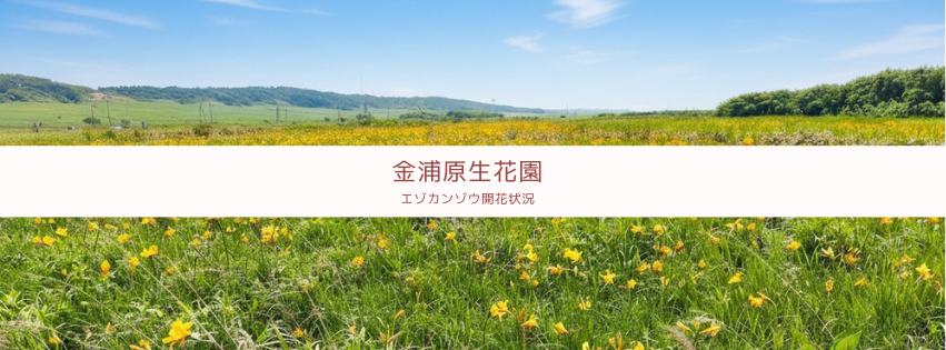 金浦原生花園エゾカンゾウ開花状況サムネ.png