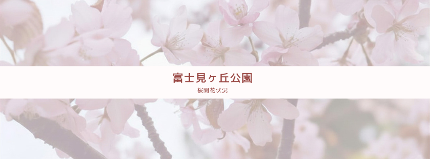 富士見ヶ丘公園桜開花状況サムネ (1).png