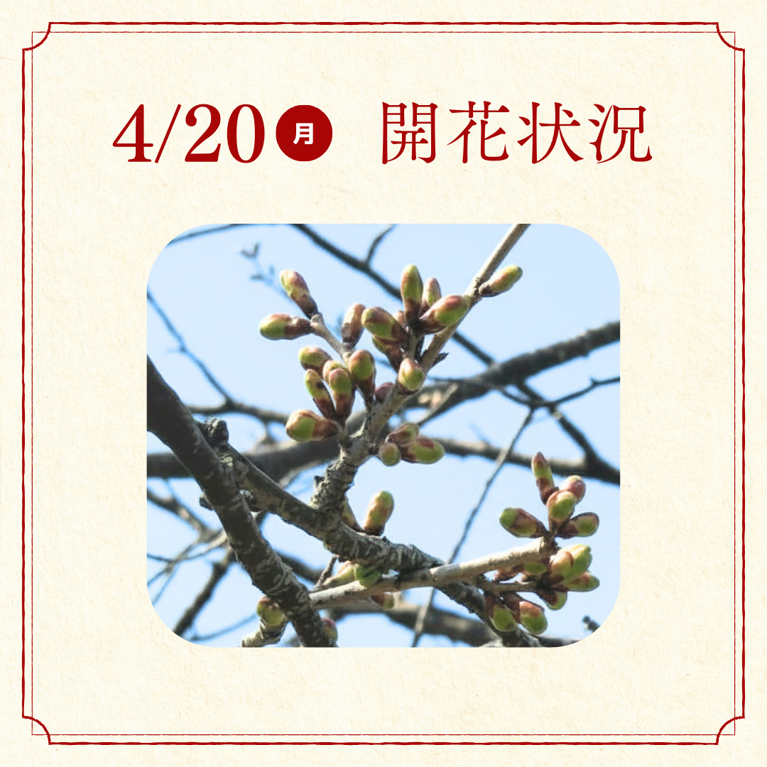 桜開花状況報告 (3).png