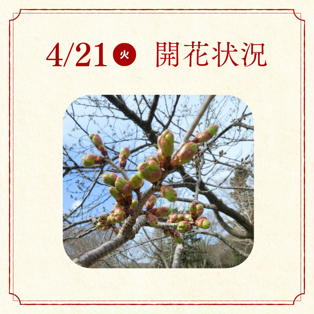 桜開花状況報告 (4).png