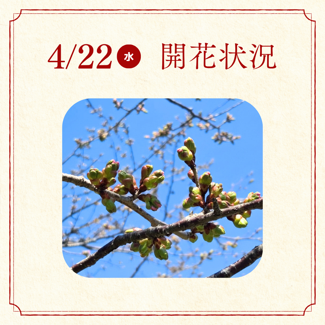 桜開花状況報告.png