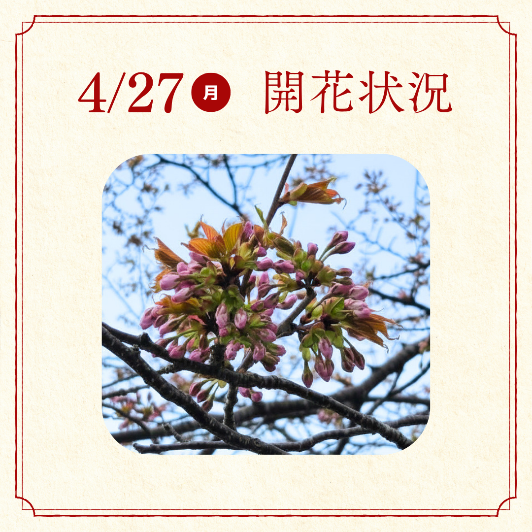 桜開花状況報告 (2).png