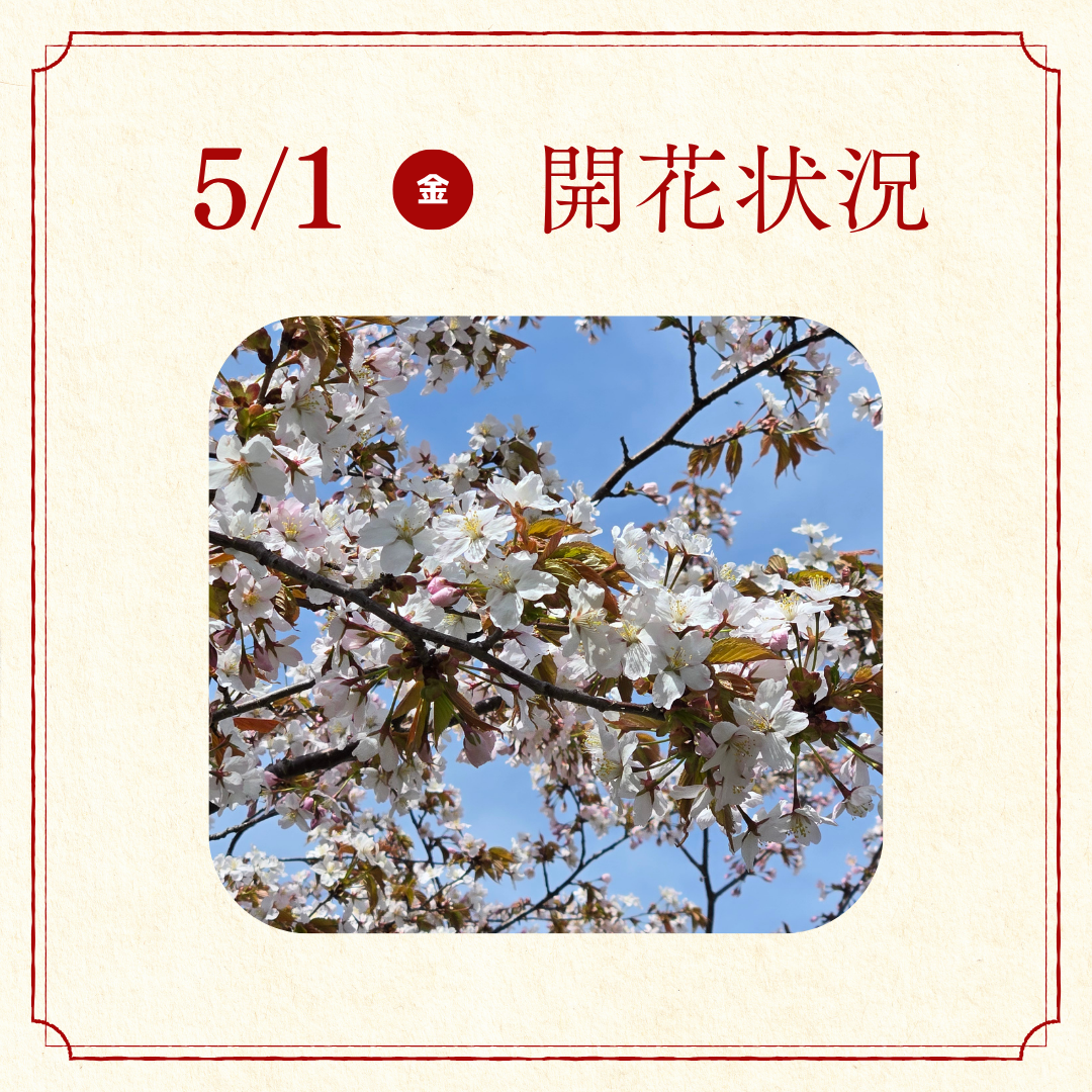 桜開花状況報告 (3).png