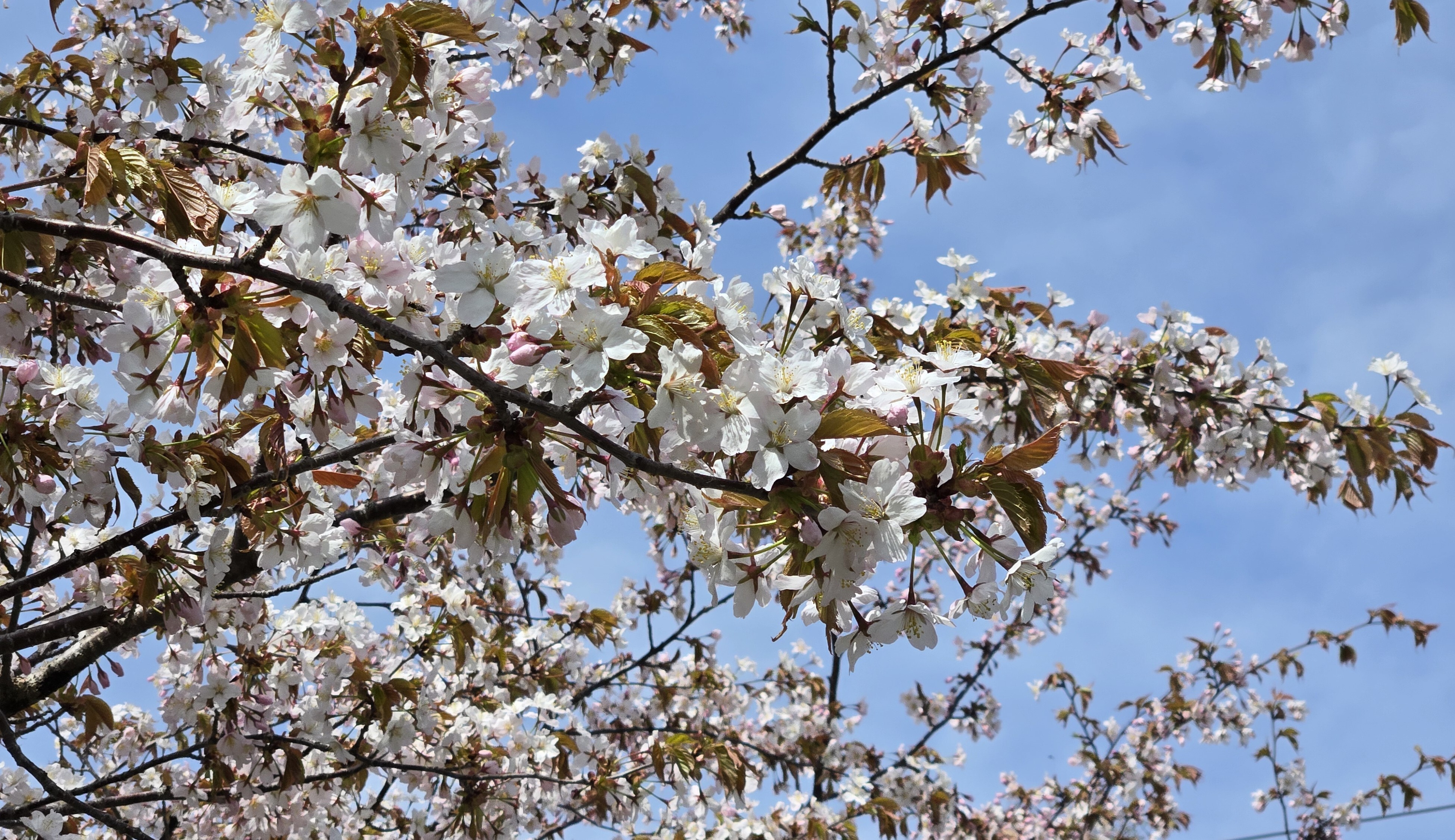 桜