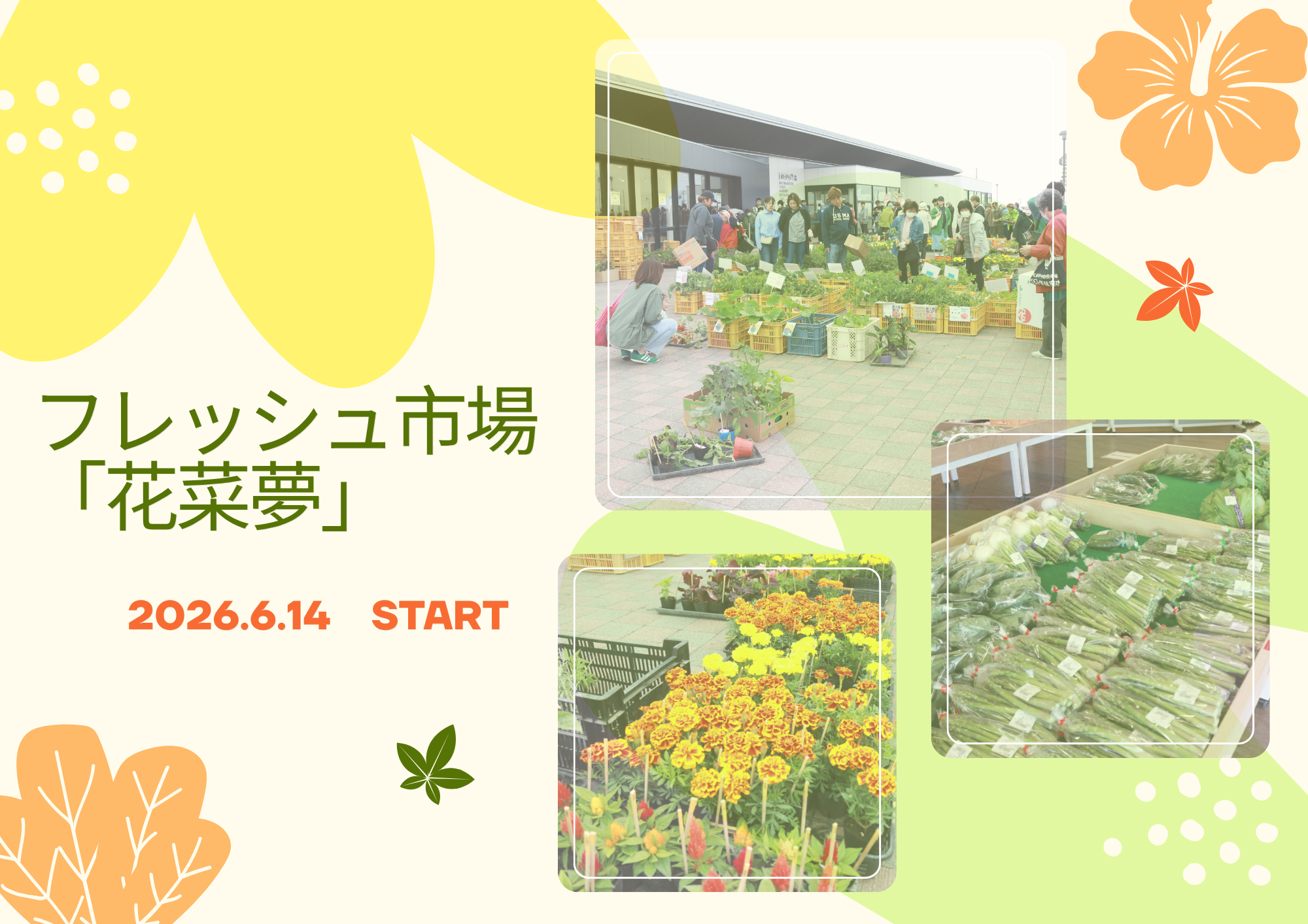 花菜夢オープン