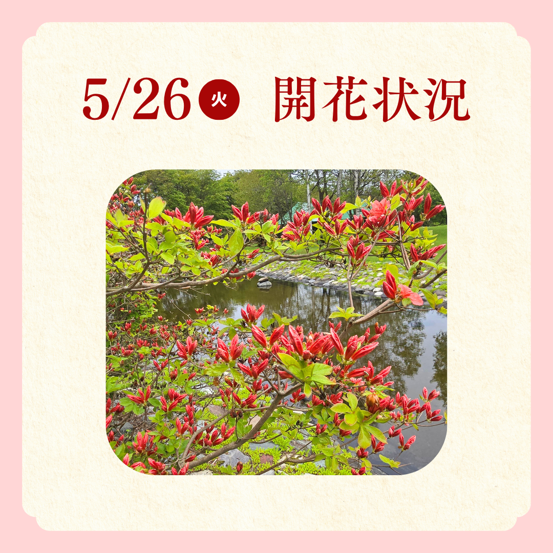 つつじ開花状況.png