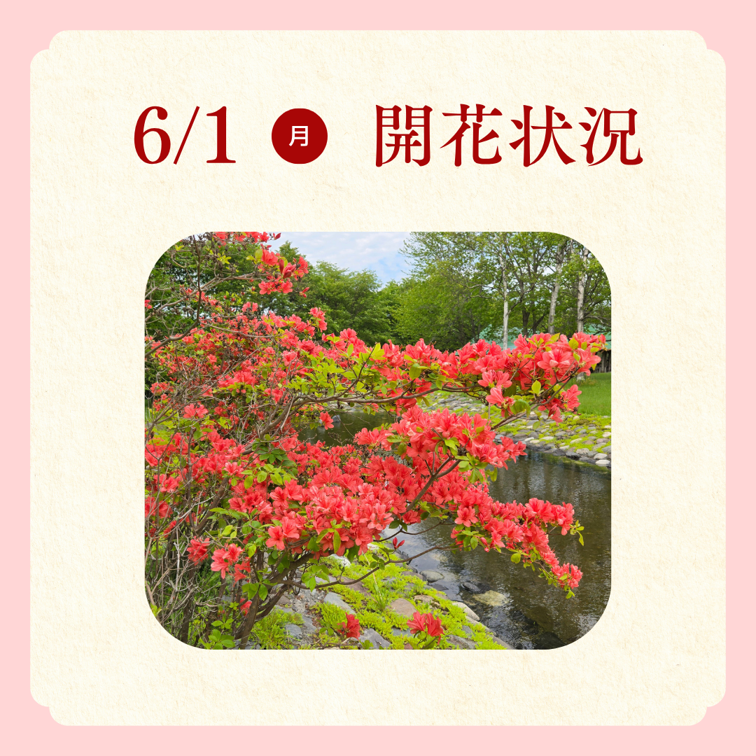 つつじ開花状況 (2).png