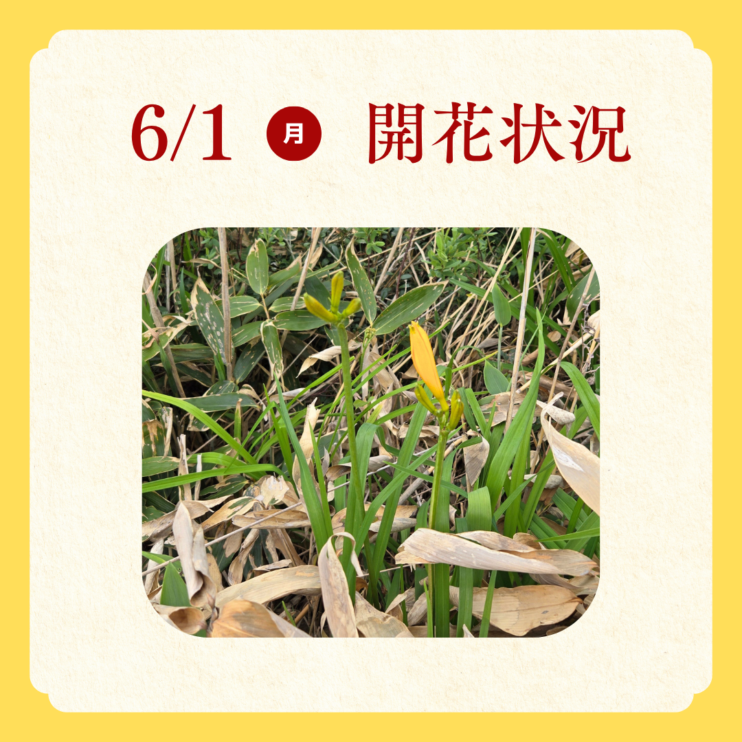 エゾカンゾウ開花状況.png