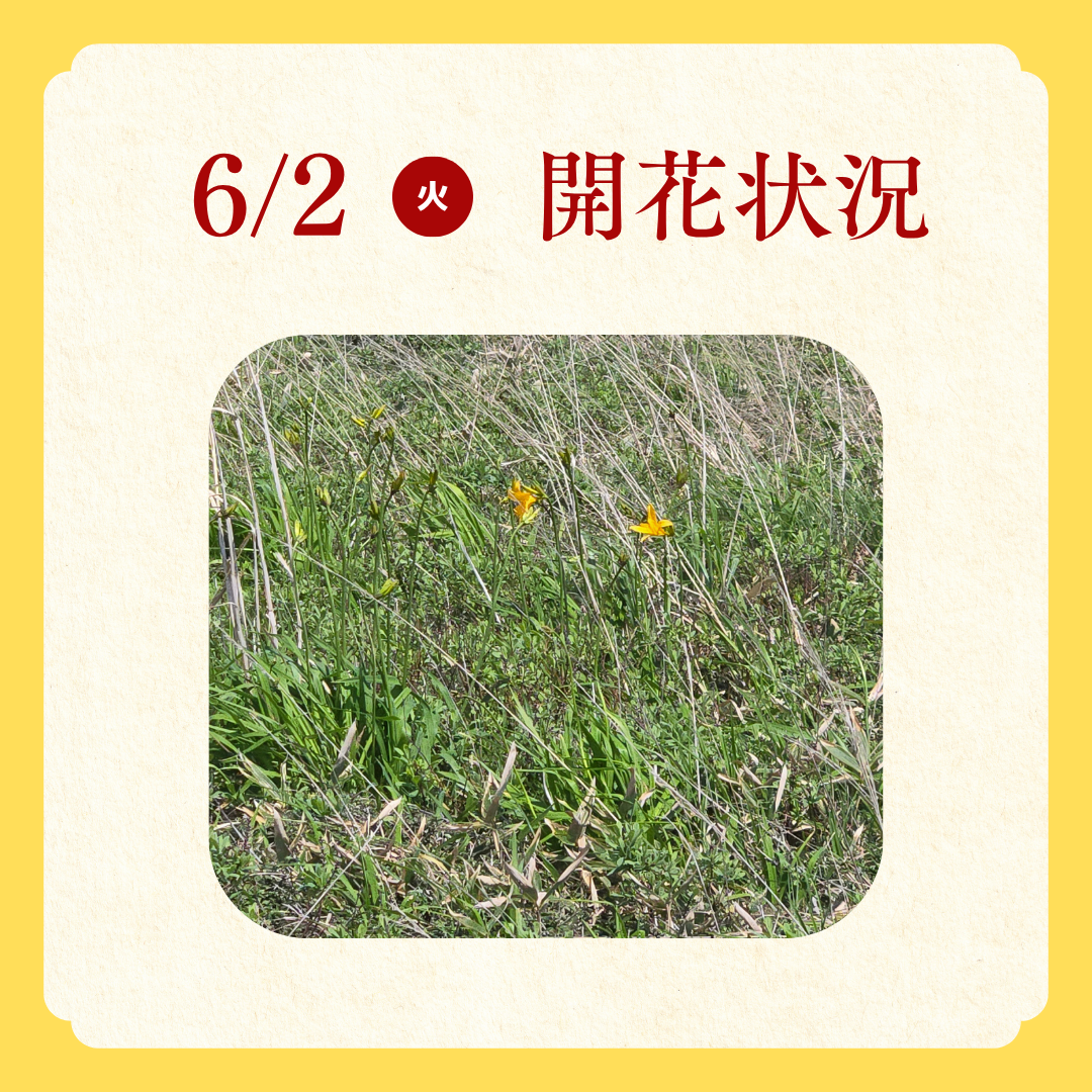 エゾカンゾウ開花状況 (1).png