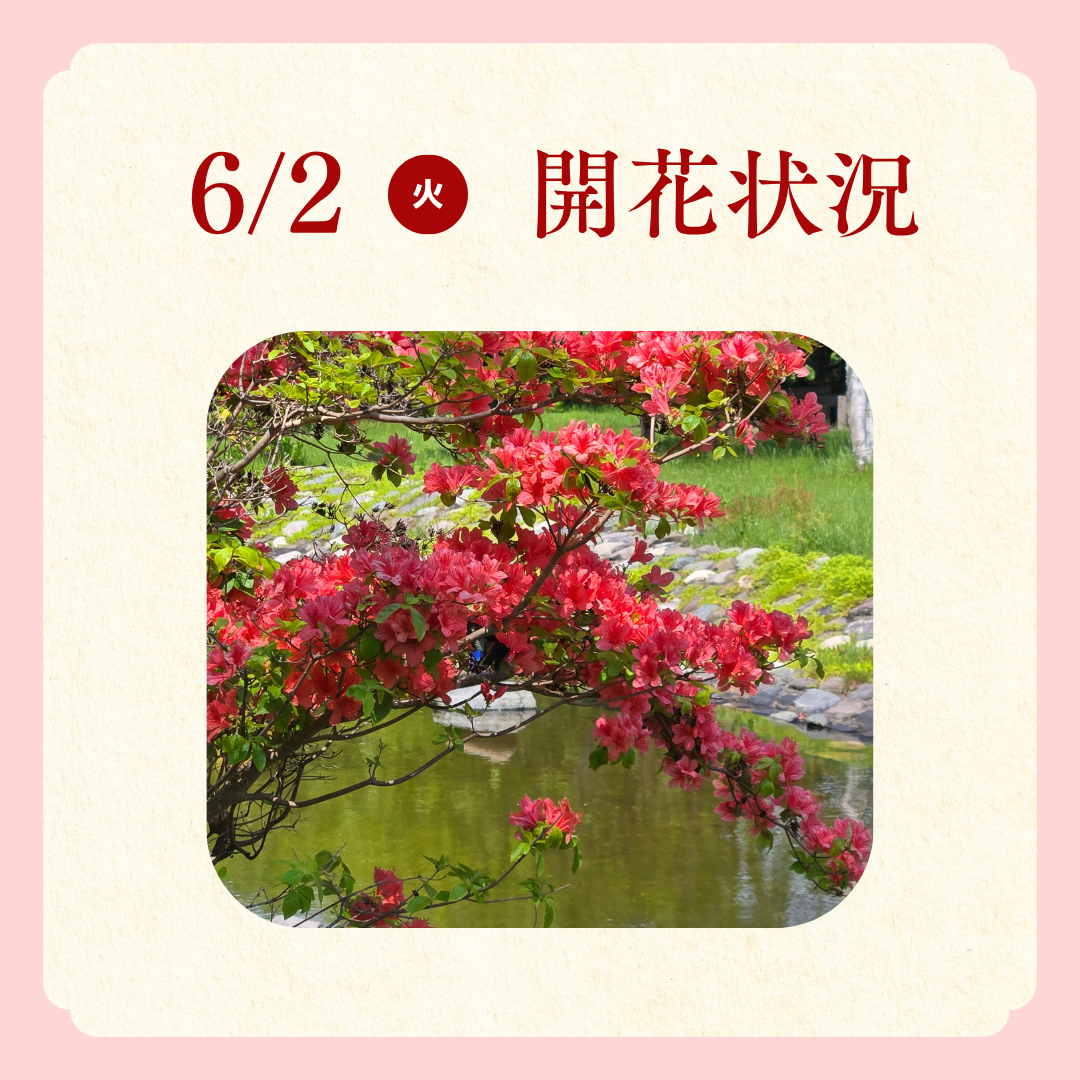 つつじ開花状況 (3).png