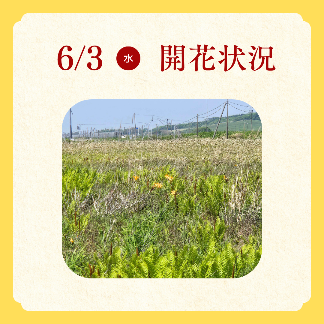 エゾカンゾウ開花状況 (2).png