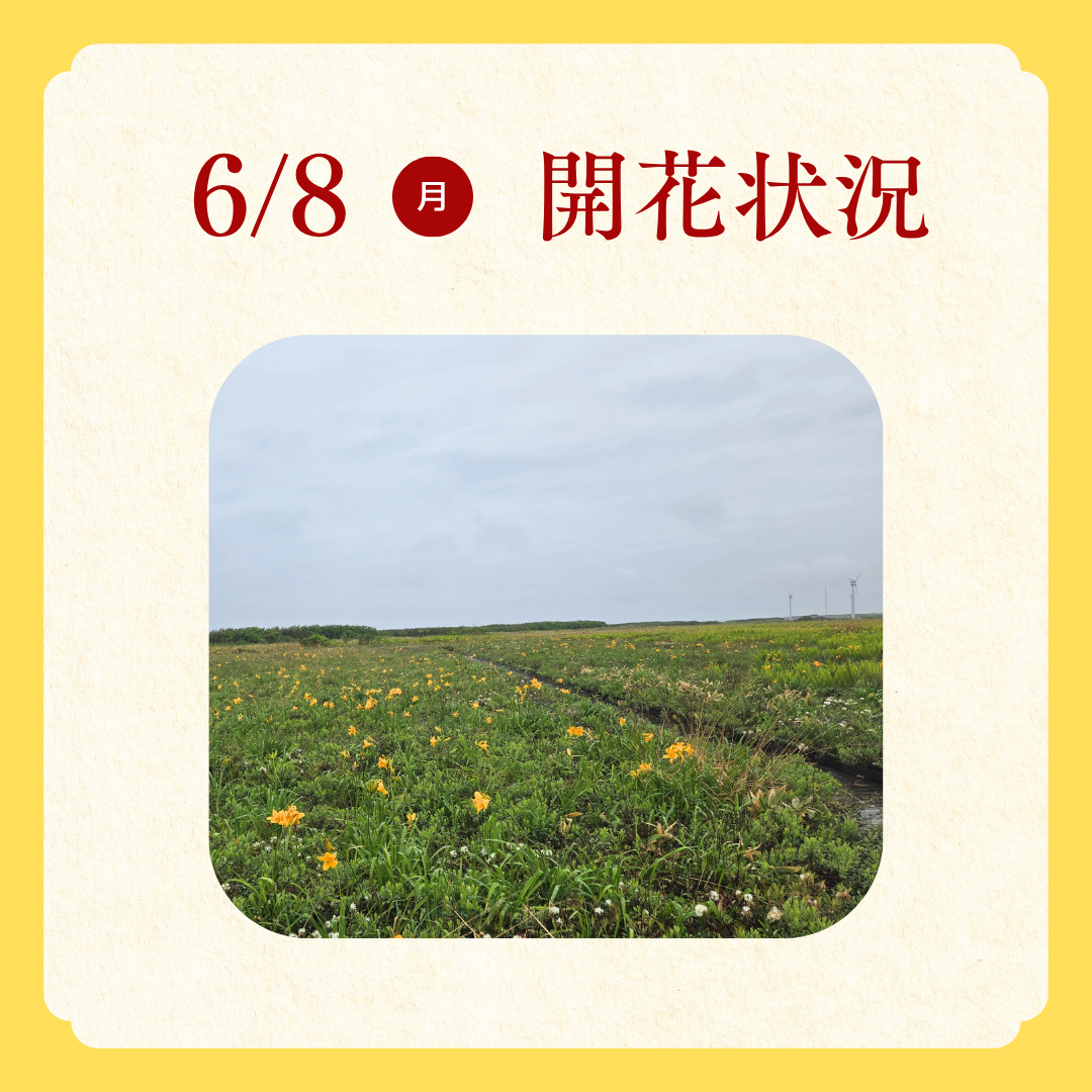エゾカンゾウ開花状況 (4).png