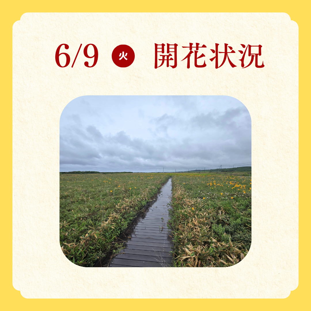 エゾカンゾウ開花状況 (5).png