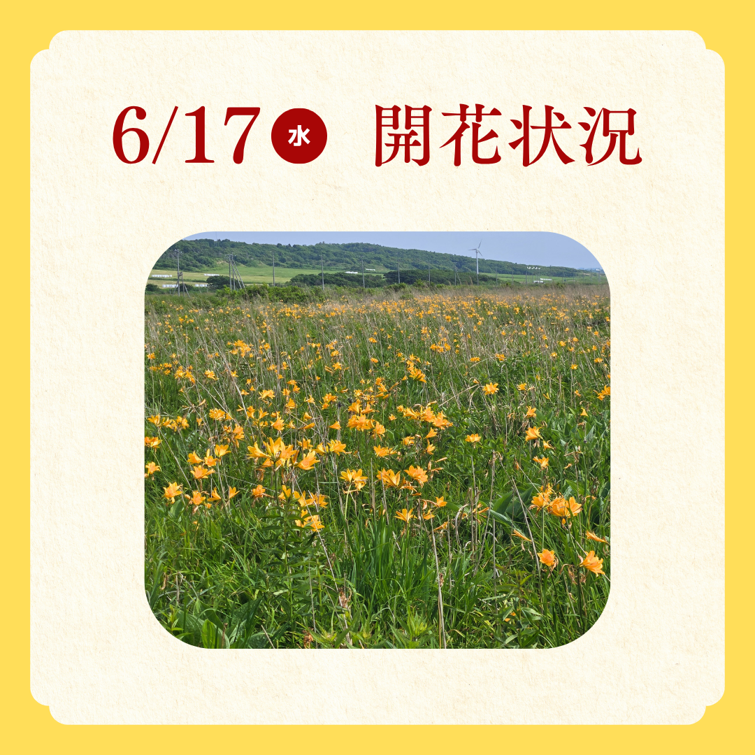 エゾカンゾウ開花状況.png